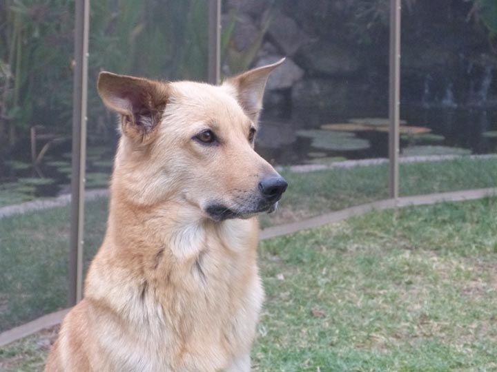 chinook dog